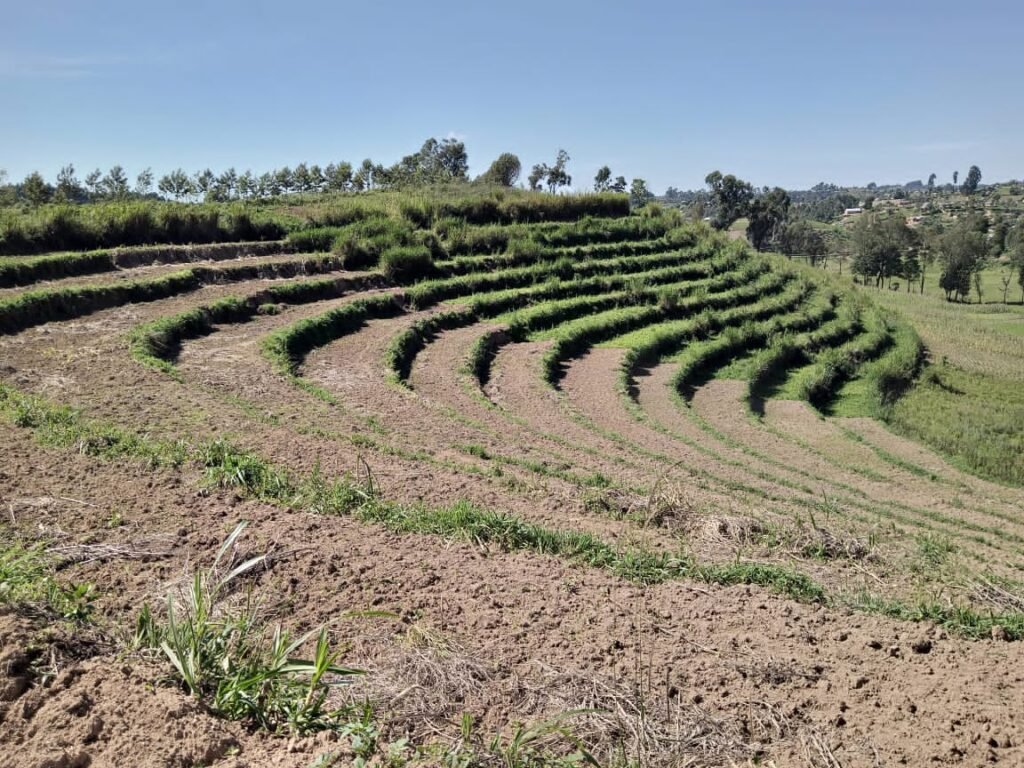 Culture de blé à Lubero : la première phase expérimentale produit un rendement satisfaisant