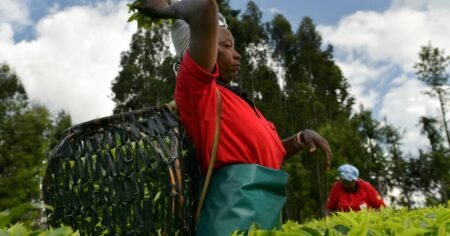 Culture du thé : ce que gagneraient ces 5 pays africains en privilégiant les productions durables
