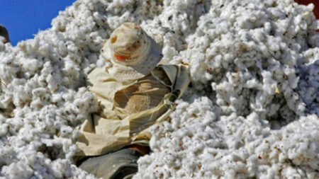 Les défis du coton africain face à l’explosion de la production brésilienne