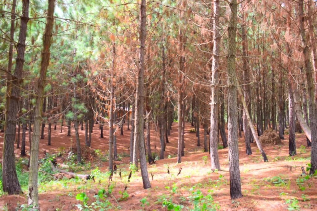 Comment bénéficier des projets agricoles et environnementaux de l’ONGI Better Life en RDC ?