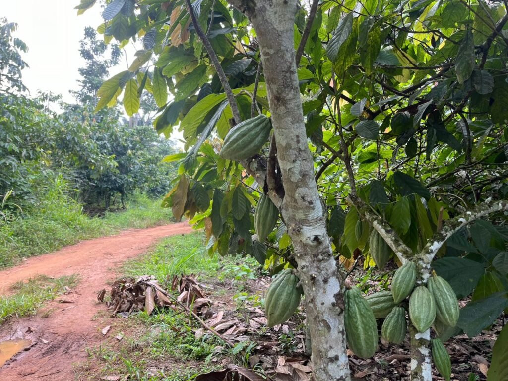 Beni : la récolte de cacao en péril à cause de la terreur semée par les groupes armés