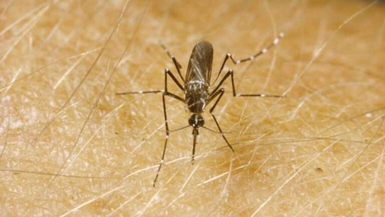 Le changement climatique responsable de près d’un cas de dengue sur cinq dans le monde