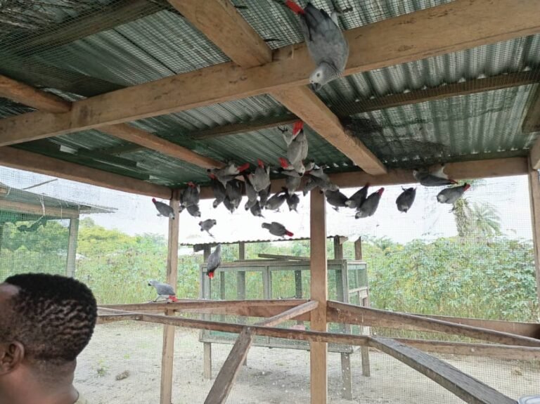 Retour à Kindu de 112 perroquets gris interceptés en Turquie