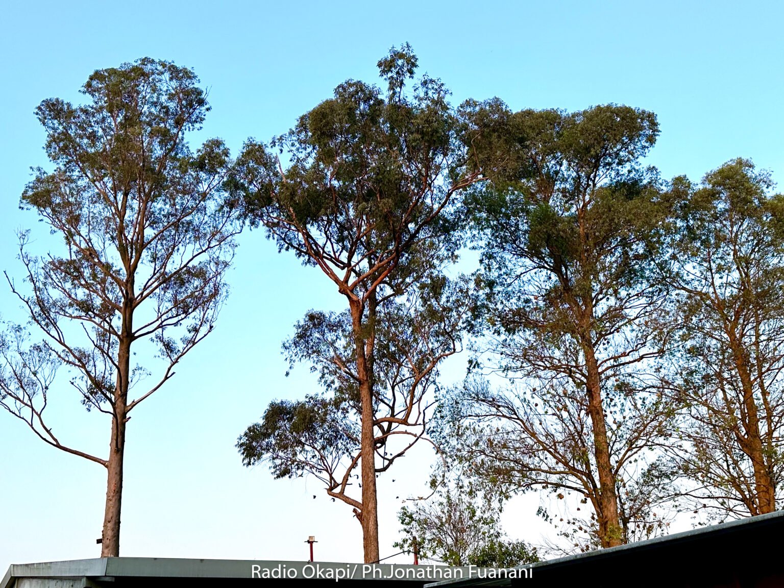 Pourquoi les arbres sont-ils importants dans la vie de l’enfant ?