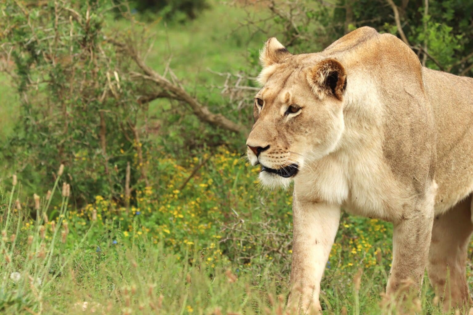 Les lions évadés près de Lubumbashi ont été finalement maitrisés
