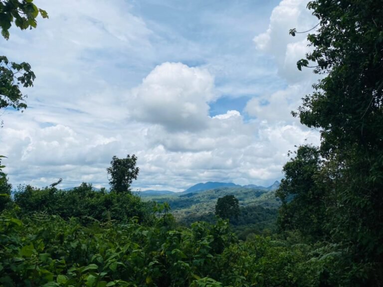 Sud-Kivu: Affiches de violences Entre Les Wazalendo et Les Rebeles de L’Afc-M23 Près du Parc de Kahuzi-Biega