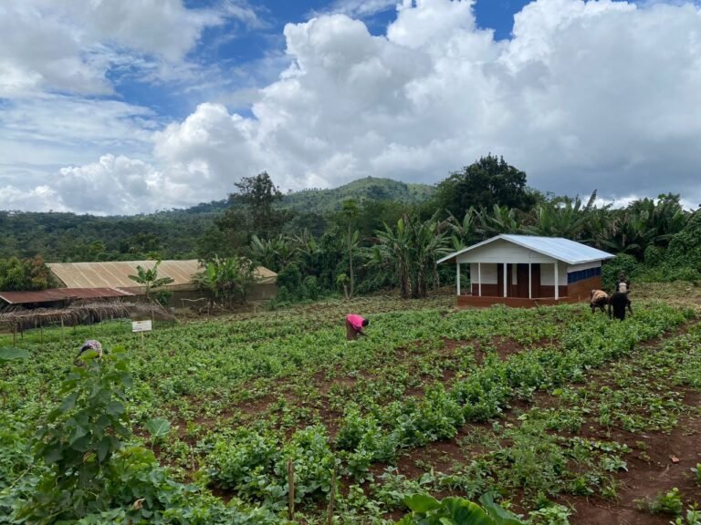 Croisse Économique: Le Gouvernational Congolais Mise sur le Seceneur Agricole