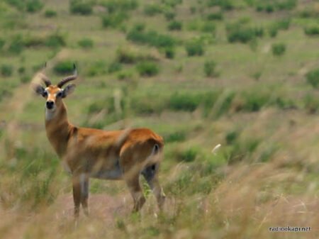 La Guerre du M23 / AFC entrave Les Activités Touristiques dans le Parc des Virunga (Société Civile)