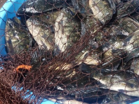 Djugu: des ex-miliciens de tchomia bénéficient d’Un projet d’Aquaculture