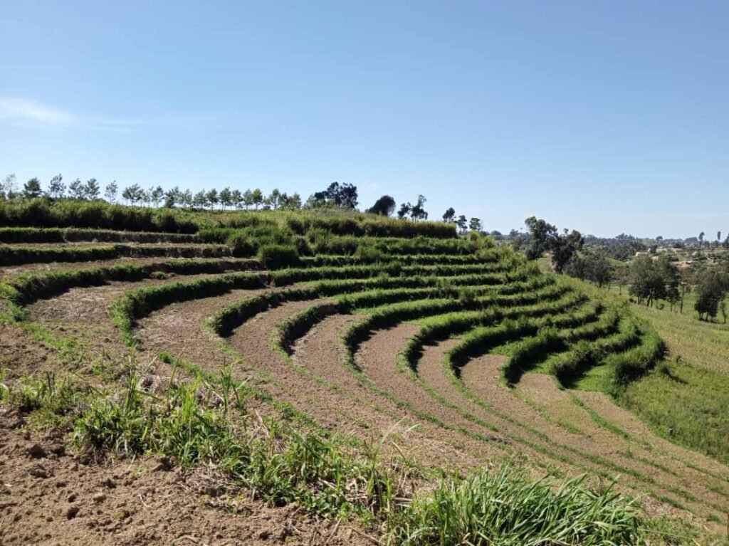 Nord-kivu: 20 tonnes de semence de blé récoltés sur 10 hectares, un record de dossiers les organisations locales