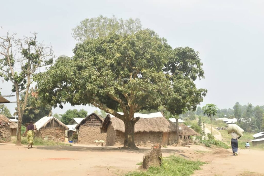 Ituri : quatre morts et trois blessés dans une attaque de la CODECO à Tsotso