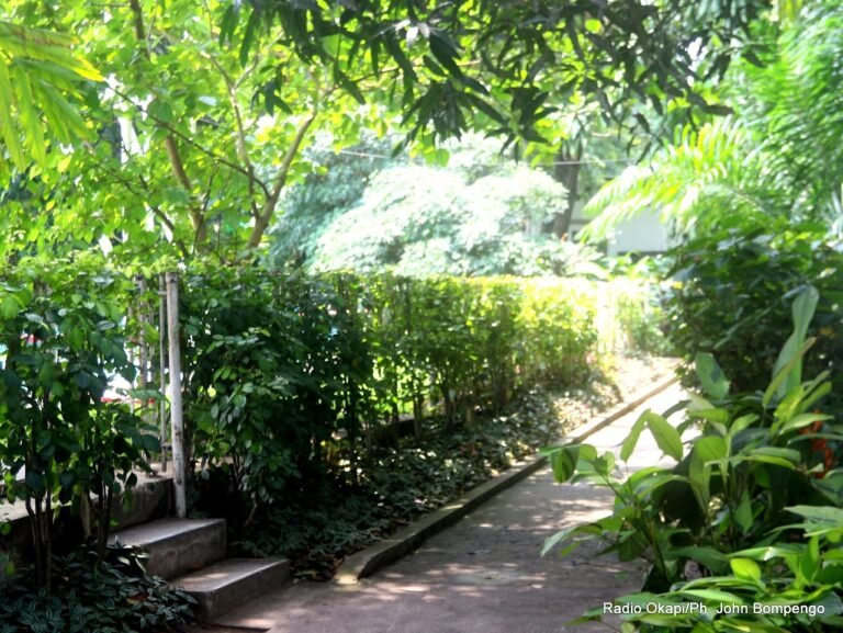 La Fédération Congolaise de Golf Lance Officier Ses Activites aU Cercle de Kinshasa