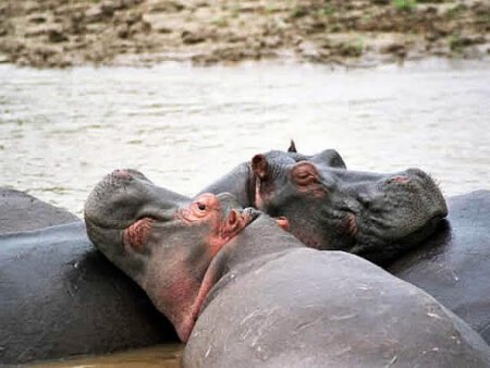 Une femme tuée par un hippopotame sur le fleuve Congo à Kongolo