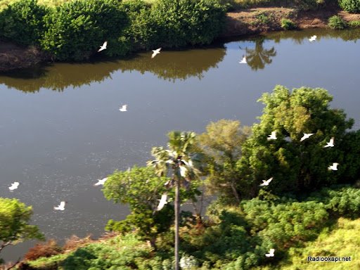 La présence des éléphants dans la cité d’Ankoro est causé par la destruction de leur habitat par l’homme (communiqué)