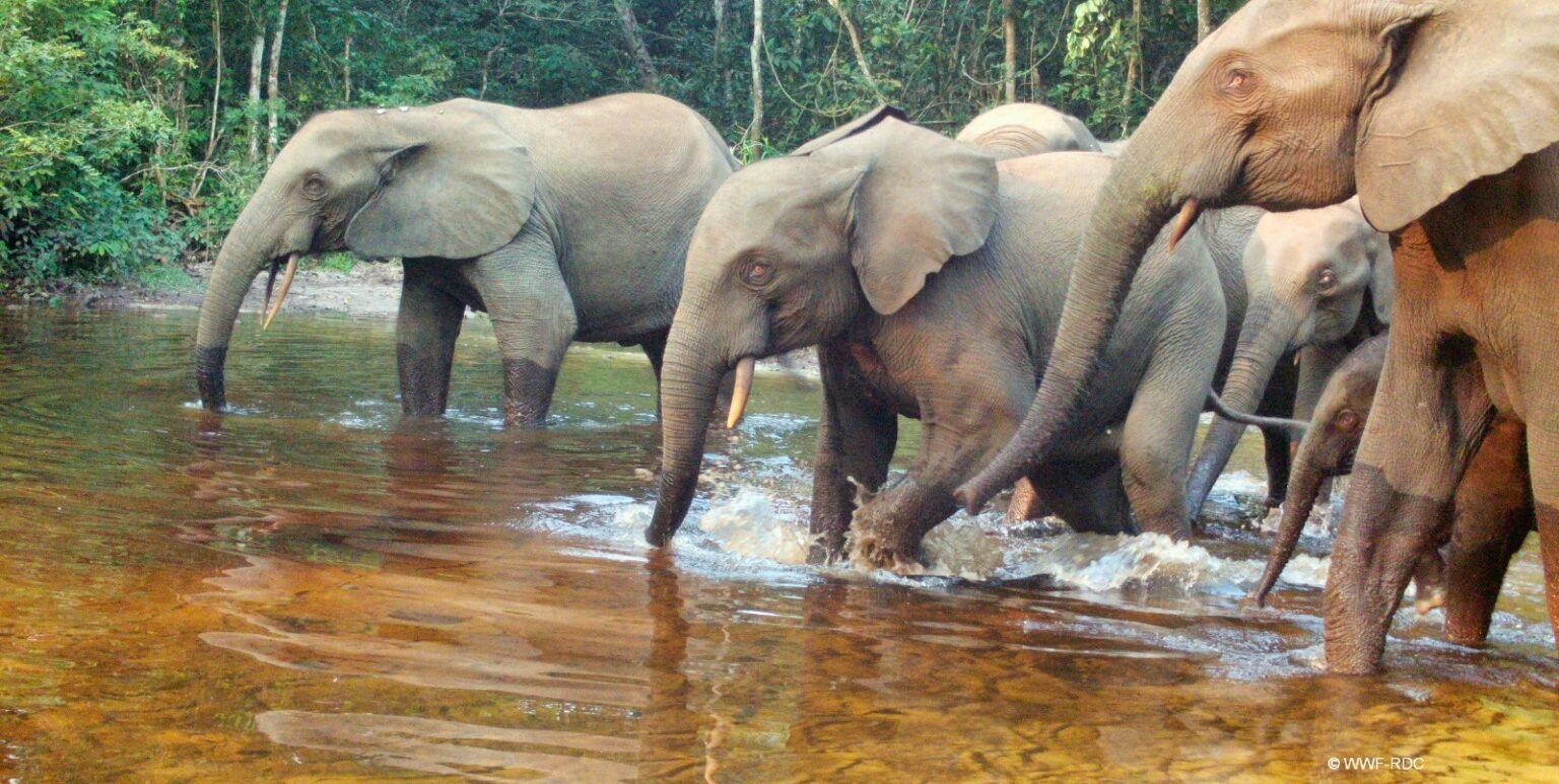 Une femme tuée par un éléphant à Ankoro, la population en détresse