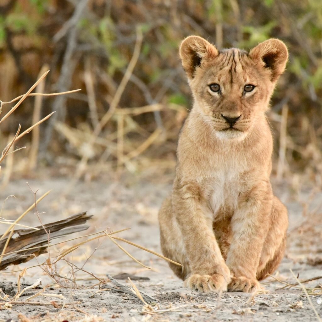Lubumbashi : trois lionceaux blancs saisis, le parquet instruit une affaire de trafic d’espèces protégées