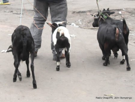 Ituri: plus de 4 000 chèvres décémées par la peste des Petits ruminants en deux et