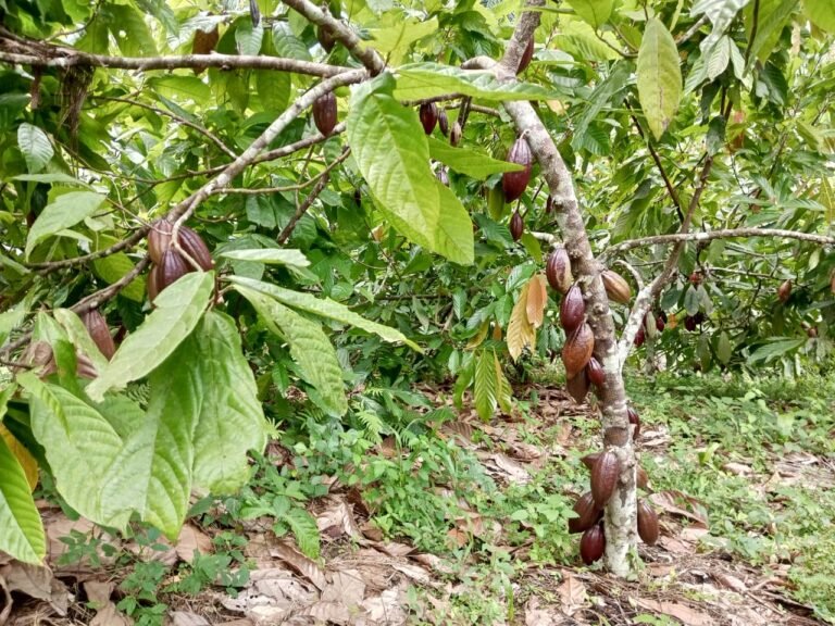 Ituri: una le quarantaine d’enseignants abandonnents les cours de la culture du cacao à mambasa