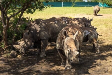 Enseignement à distance: Leçon de Zoologie sur le zèbre, le Buffle et le rhinocéros