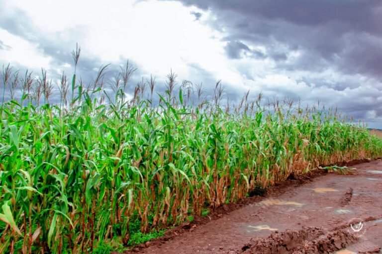 Kasaï-Central : des agri-multiplicateurs et sociétés semencières formées pour booster la production agricole