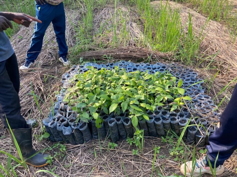 Les femmes rurales de Kasongo lancent leur champion pilote de cacao