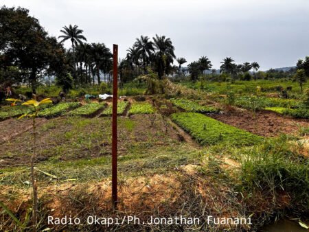 La sécheresse prolongée affecte de vastes champs agricoles à Kasindi