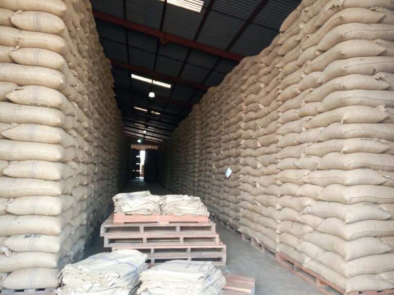 Une importante cargaison de cacao frauduleux interceptée à Kasindi