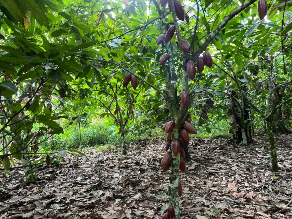 Au moins 6800 hectares de culture pérennes transplantés au Kwilu et à la Tshopo en 3 ans