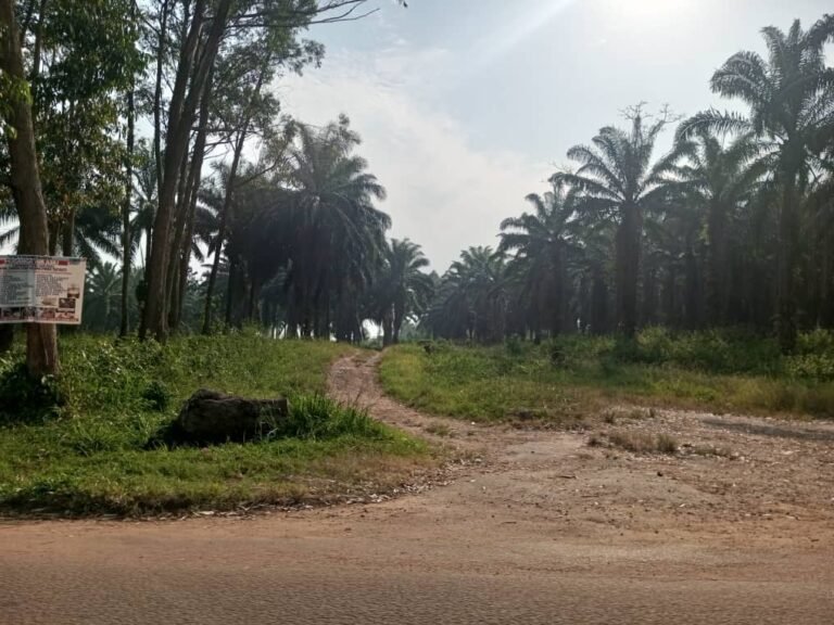 Après les opérations militaires, des agriculteurs de Pasisi accèdent à leurs champs