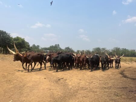 Les ventes de vaches en chute libre à l’abattoir de Goma