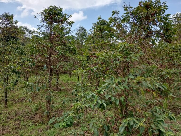 Relance du café Robusta au Nord-Kivu et en Ituri : 12 000 agriculteurs concernés