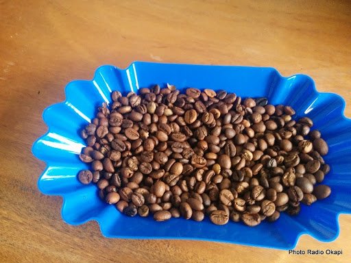 L’Université de Kindu reçoit des semences du café Robusta