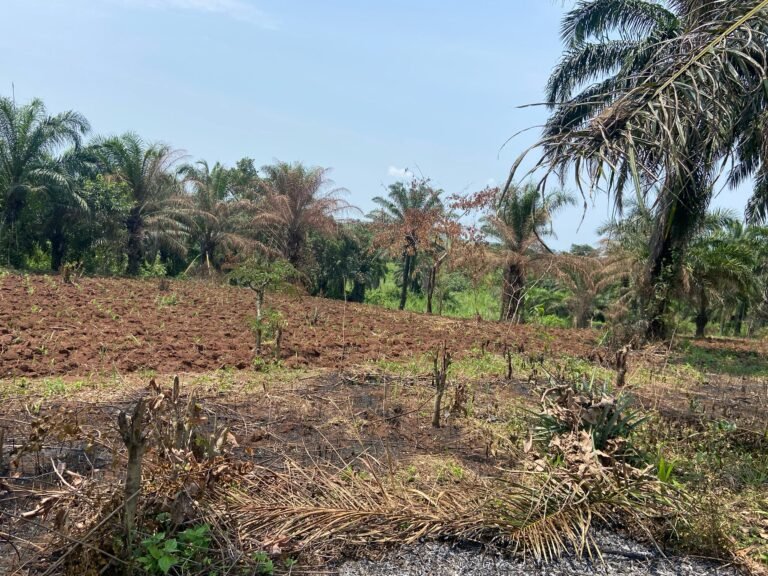 La culture des champignons pleurotes se développe à Kinshasa