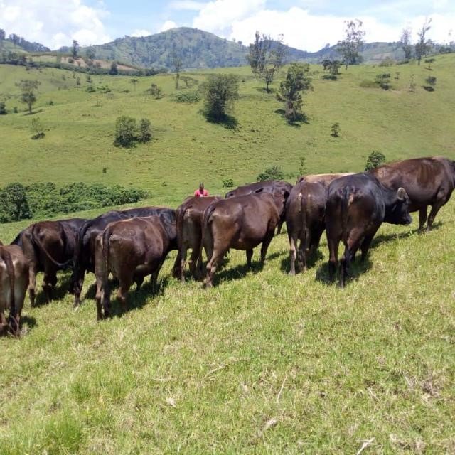 Environ 150 vaches décimées par une maladie inconnue à Mbanza-Ngungu