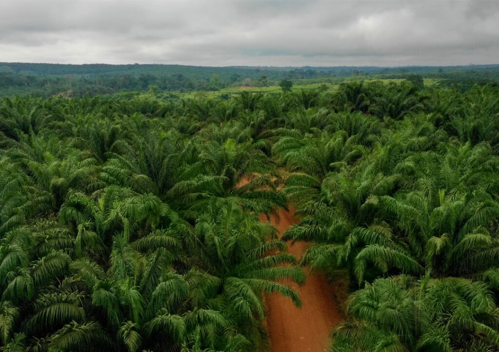 Comment produire davantage sur de petites surfaces sans continuer à détruire les forêts ?
