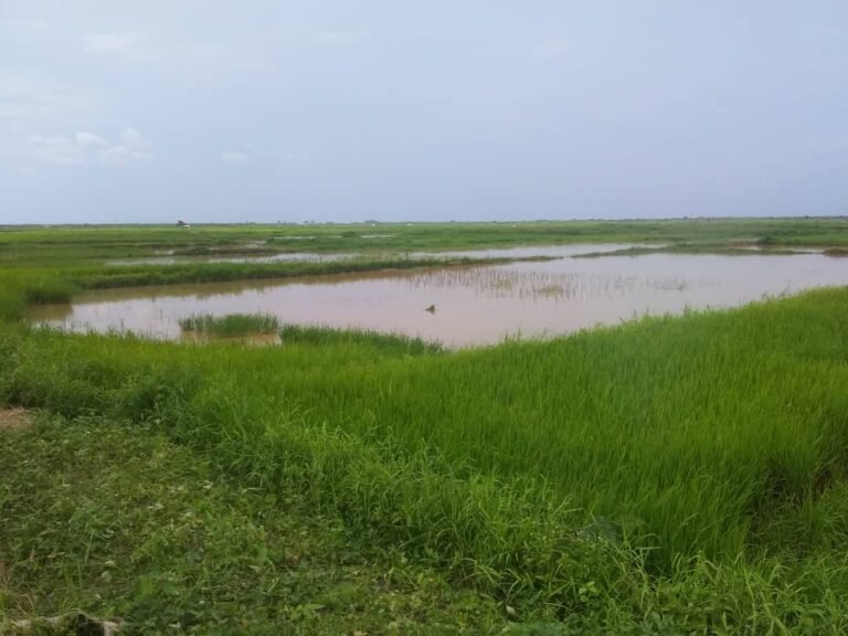 Signature d’un protocole d’accord pour relancer la filière du riz de Bumba