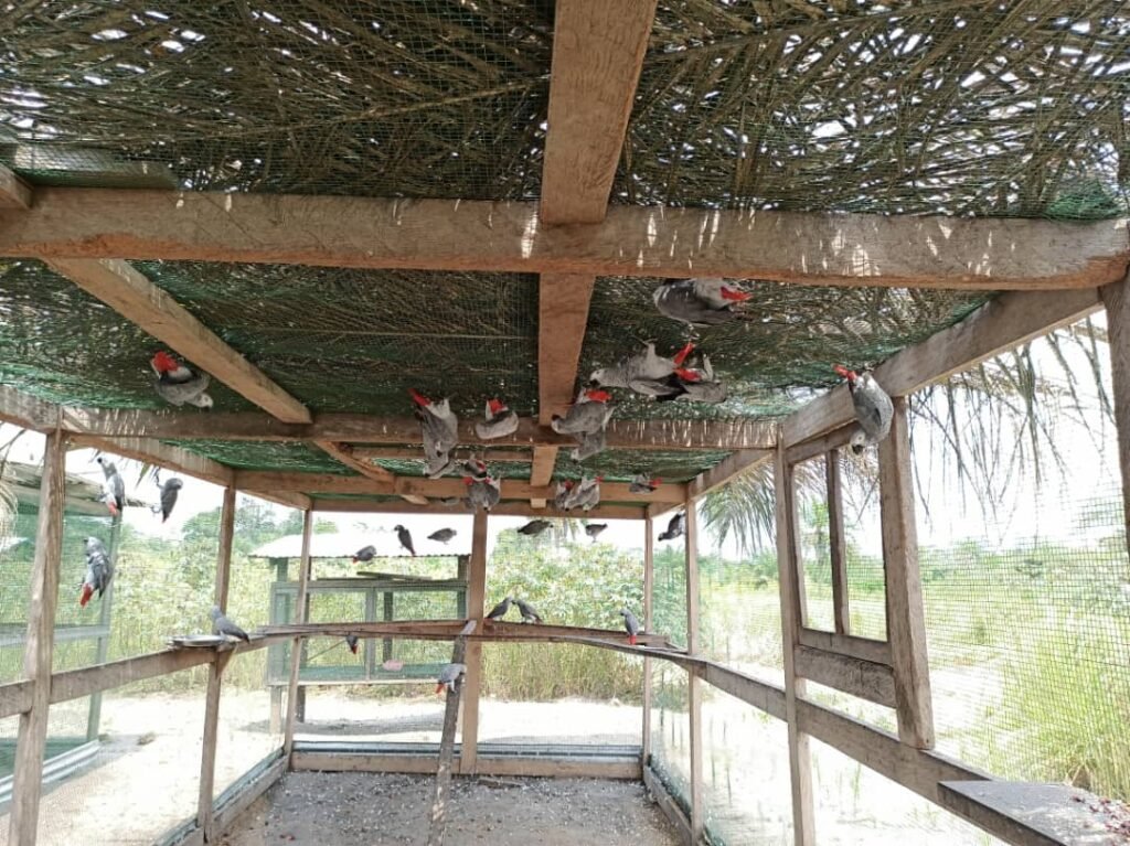 Plus de 40 perroquets gris remis en liberté à Dingi au Maniema