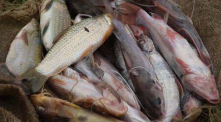 Ebola : la fermeture de la frontière ougandaise de Mpondwe fait flamber le prix du poisson à Beni et Butembo