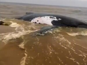 Baleine de Muanda : Fallait-il l’entrer ou la garder pour le tourisme et la recherche ?