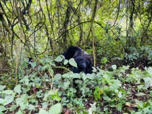 La direction du Parc national de Kahuzi-Biega consternée après l’abattage d’un gorille de Grauer