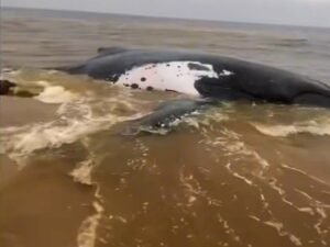 Mort d’une baleine sur la plage de Muanda : l’ICCN met en garde la population locale