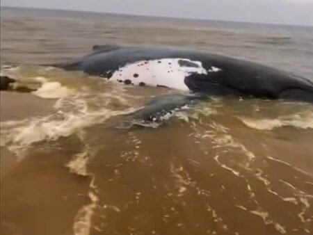 Mort d’une baleine sur la plage de Muanda : l’ICCN met en garde la population locale