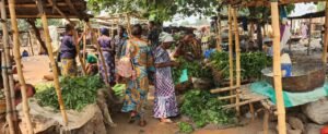 Mbuji-Mayi : la rareté des feuilles de manioc fait grimper les prix sur les marchés
