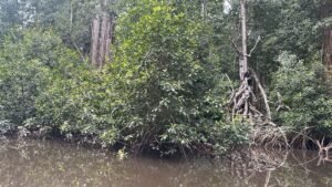Le Parc marin des mangroves à Muanda, un trésor naturel que la RDC doit protéger