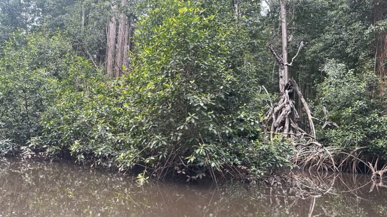 Le Parc marin des mangroves à Muanda, un trésor naturel que la RDC doit protéger