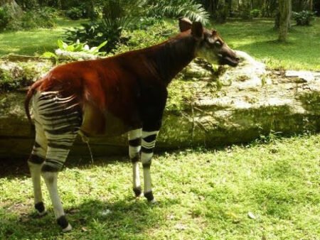 Suspension des activités de chasse dans la Réserve de faune à okapis d’Epulu